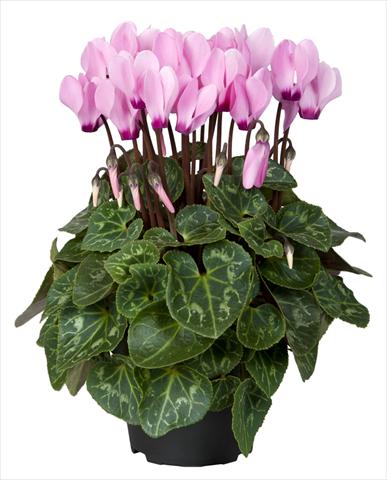 Foto de variedad de flores para ser usadas como: Tarrina de colgar / Maceta Cyclamen persicum Super Serie® Mini Winter™ F1 Pink with Eye
