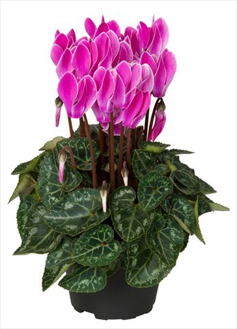 Foto de variedad de flores para ser usadas como: Tarrina de colgar / Maceta Cyclamen persicum Super Serie® Verano® F1 Violet Flamed