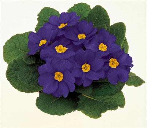 Foto de variedad de flores para ser usadas como: Maceta y planta de temporada Primula acaulis, veris, vulgaris Danova Blue