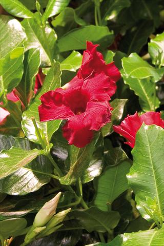 Foto de variedad de flores para ser usadas como: Patio, Maceta Dipladenia (Mandevilla) Diamantina Colibri Red Velvet