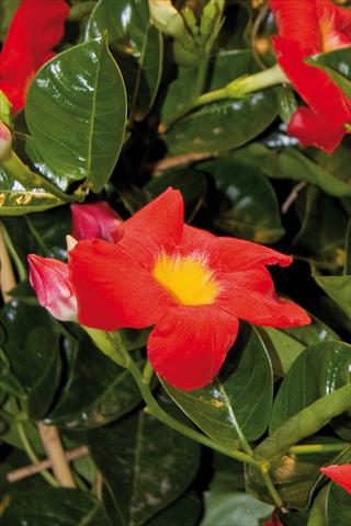 Foto de variedad de flores para ser usadas como: Patio, Maceta Dipladenia (Mandevilla) Diamantina Robin Red with Yellow eye 502