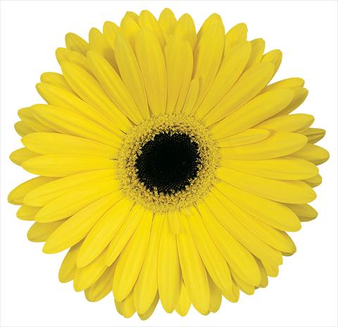 photo of flower to be used as: Cutflower Gerbera jamesonii Pia
