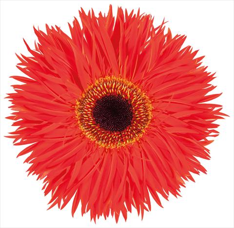 Foto de variedad de flores para ser usadas como: Flor cortada Gerbera jamesonii Red Trip