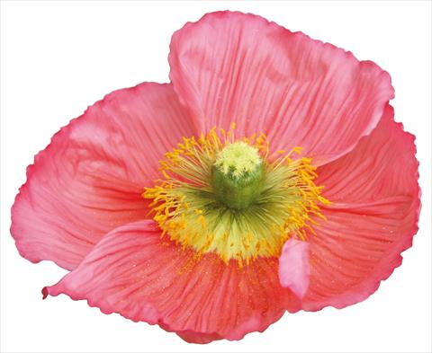 Foto de variedad de flores para ser usadas como:  Papaver nudicaule Colibrì Rosa intenso salmonato