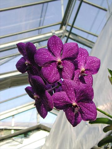 photo of flower to be used as: Pot Phalaenopsis Vanda
