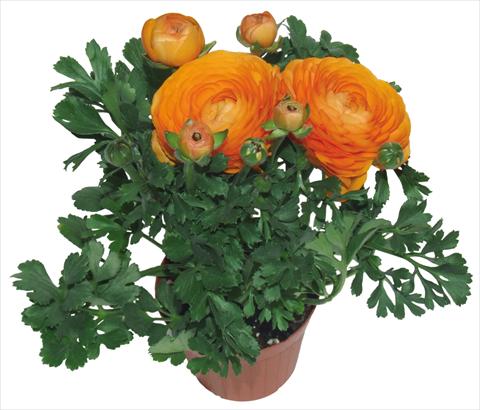 Foto de variedad de flores para ser usadas como: Maceta y planta de temporada Ranunculus asiaticus Millepetali® Arancio