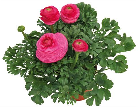 Foto de variedad de flores para ser usadas como: Maceta y planta de temporada Ranunculus asiaticus Millepetali® Rosa