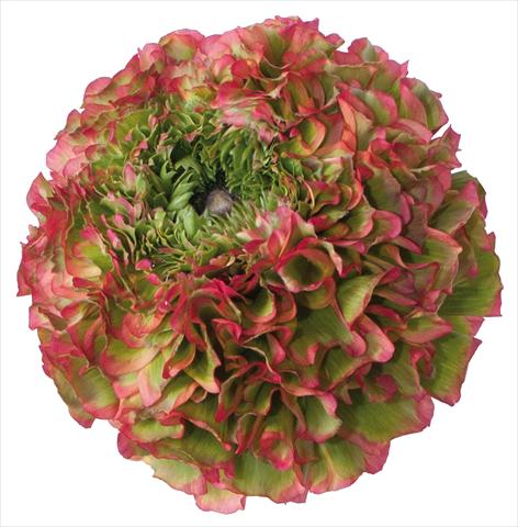 Foto de variedad de flores para ser usadas como:  Ranunculus asiaticus Pon-Pon® Flora