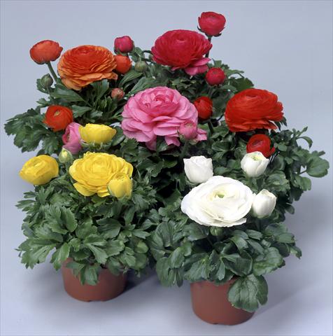 Foto de variedad de flores para ser usadas como: Maceta y planta de temporada Ranunculus asiaticus Magic Mix