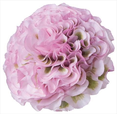 Foto de variedad de flores para ser usadas como:  Ranunculus asiaticus Pon-Pon® Mignon