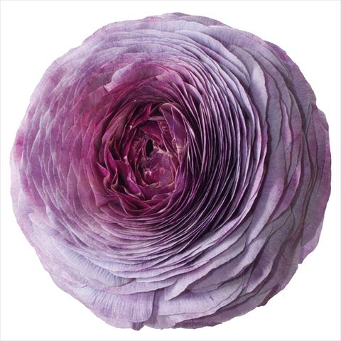 Foto de variedad de flores para ser usadas como:  Ranunculus asiaticus Success® Magic