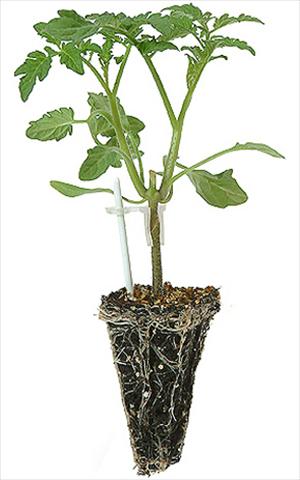 Foto de variedad de flores para ser usadas como: Maceta o Tarrina de colgar Solanum lycopersicum (pomodoro) Pomodoro 1736