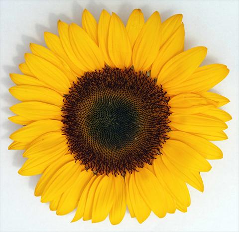 photo of flower to be used as: Cutflower Helianthus annuus Bingo