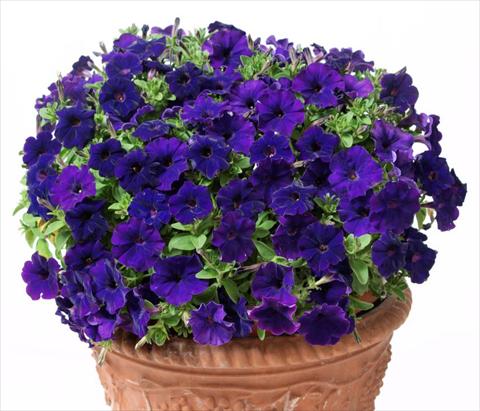 Foto de variedad de flores para ser usadas como: Maceta, planta de temporada, patio Petunia multiflora Baby Gioconda Blue