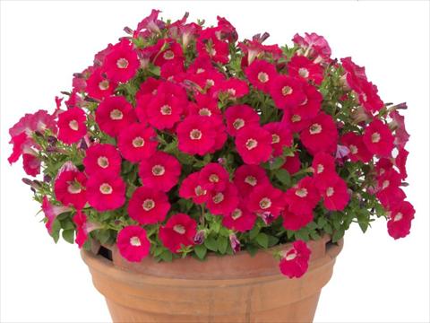 Foto de variedad de flores para ser usadas como: Maceta, planta de temporada, patio Petunia multiflora Baby Gioconda Deep Rose