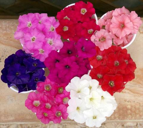 Foto de variedad de flores para ser usadas como: Maceta, planta de temporada, patio Petunia multiflora Baby Gioconda Mixed