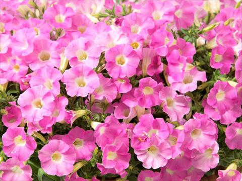 Foto de variedad de flores para ser usadas como: Maceta, planta de temporada, patio Petunia multiflora Baby Gioconda Pale Rose