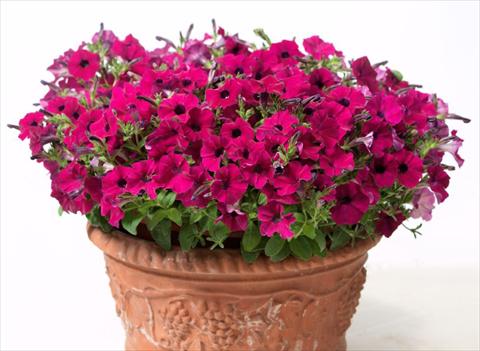 Foto de variedad de flores para ser usadas como: Maceta, planta de temporada, patio Petunia multiflora Baby Gioconda Purple