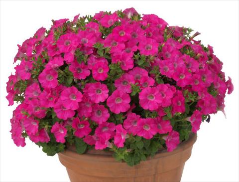 Foto de variedad de flores para ser usadas como: Maceta, planta de temporada, patio Petunia multiflora Baby Gioconda Rose