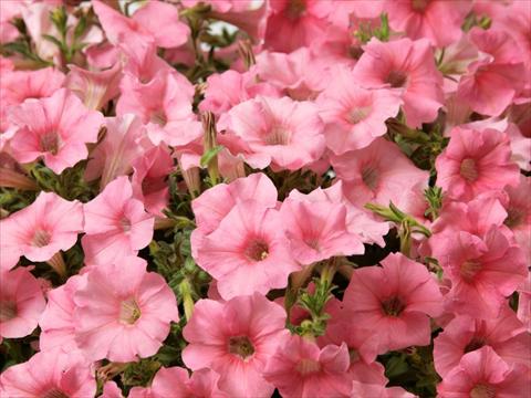 Foto de variedad de flores para ser usadas como: Maceta, planta de temporada, patio Petunia multiflora Baby Gioconda Salmon