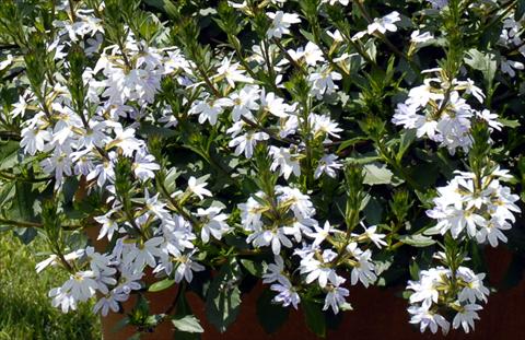 Foto de variedad de flores para ser usadas como: Maceta o cesta de trasplante Scaevola aemula White Fan