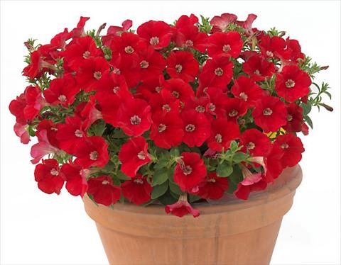 Foto de variedad de flores para ser usadas como: Maceta, planta de temporada, patio Petunia multiflora Baby Gioconda Scarlet