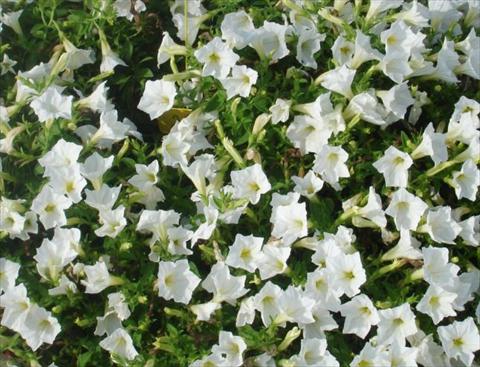 Foto de variedad de flores para ser usadas como: Maceta, planta de temporada, patio Petunia multiflora Baby Gioconda White