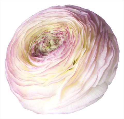 Foto de variedad de flores para ser usadas como:  Ranunculus asiaticus Success® Felicidade