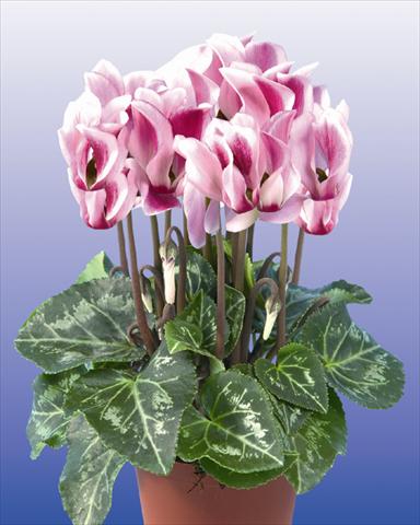 Foto de variedad de flores para ser usadas como: Maceta y planta de temporada Cyclamen persicum mini Super Serie Compact Spotted