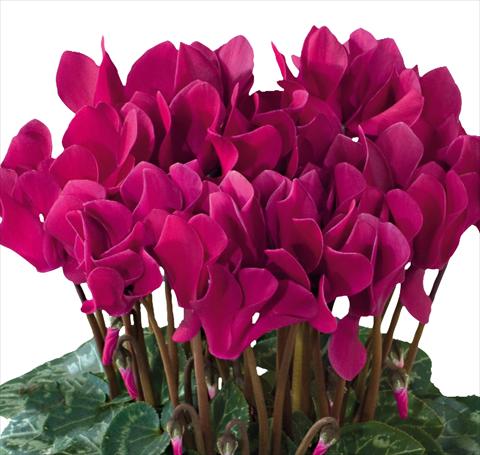 Foto de variedad de flores para ser usadas como: Maceta y planta de temporada Cyclamen persicum midi Tianis® F1 Magenta