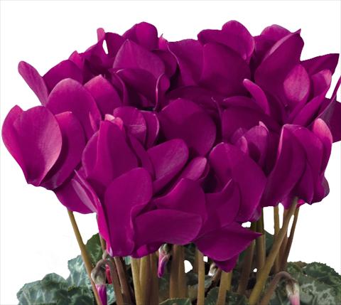 Foto de variedad de flores para ser usadas como: Maceta y planta de temporada Cyclamen persicum midi Tianis® F1 Violet Foncé