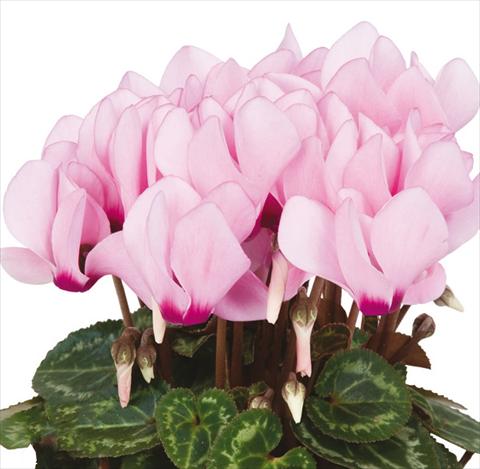 Foto de variedad de flores para ser usadas como: Maceta Cyclamen persicum mini Super Serie®s Compact F1 Pink with eye