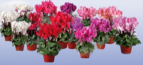 Foto de variedad de flores para ser usadas como: Maceta Cyclamen persicum mini Super Serie®s Micro F1
