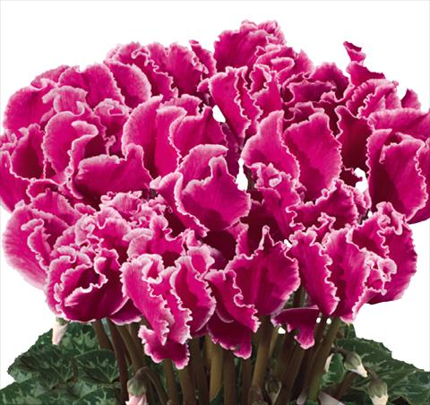 Foto de variedad de flores para ser usadas como: Tarrina de colgar / Maceta Cyclamen persicum Halios® F1 Curly® Magenta Lisere