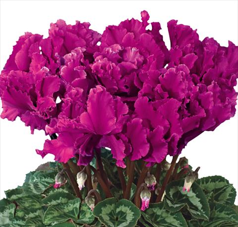 Foto de variedad de flores para ser usadas como: Tarrina de colgar / Maceta Cyclamen persicum Halios® F1 Curly® Violet Foncé