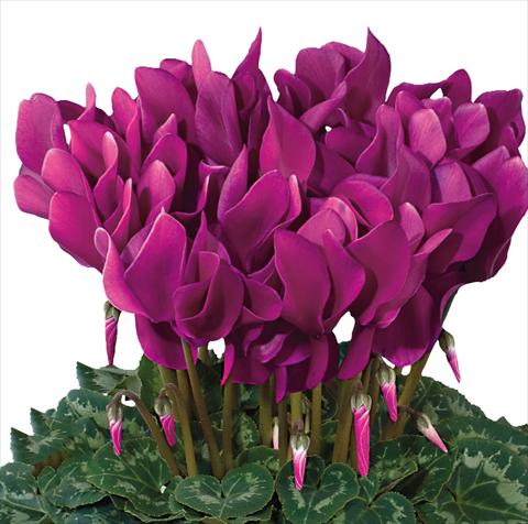 Foto de variedad de flores para ser usadas como: Tarrina de colgar / Maceta Cyclamen persicum Latinia® F1 Violet