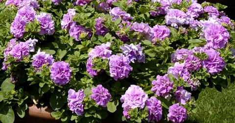 Foto de variedad de flores para ser usadas como: Tarrina de colgar / Maceta Petunia pendula Surfinia® Double Lilac