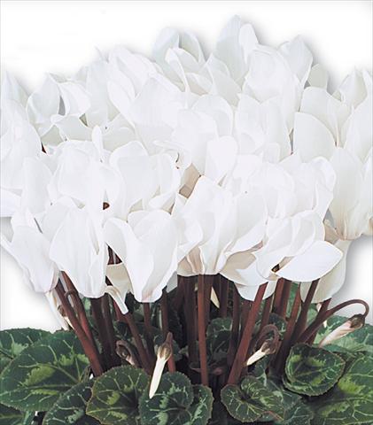 Foto de variedad de flores para ser usadas como: Tarrina de colgar / Maceta Cyclamen persicum Premium F1 Blanc Pur Compact