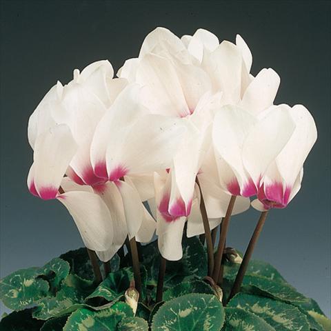 Foto de variedad de flores para ser usadas como: Tarrina de colgar / Maceta Cyclamen persicum Rainier™ F1 White with eye