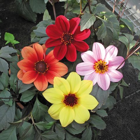 Foto de variedad de flores para ser usadas como: Maceta y planta de temporada Dahlia Patio foglia scura