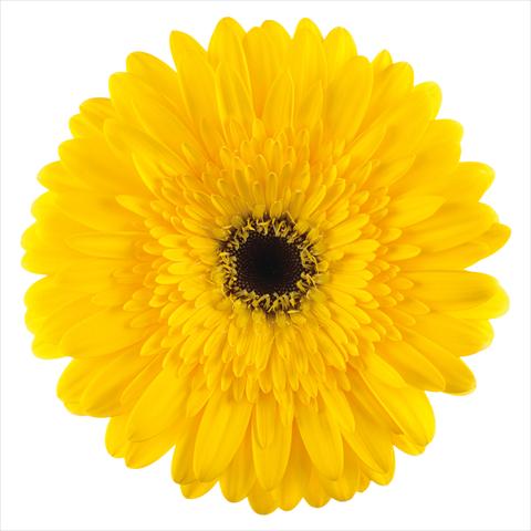 Foto de variedad de flores para ser usadas como:  Gerbera jamesonii Amico®