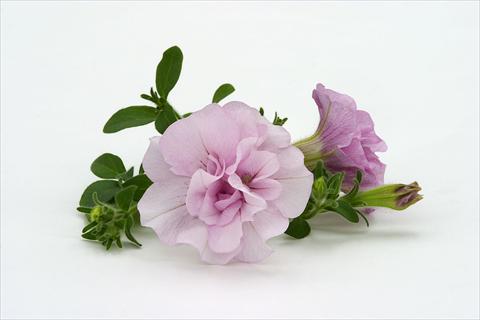 Foto de variedad de flores para ser usadas como: Tarrina de colgar / Maceta Petunia pendula Surfinia® Double Pink
