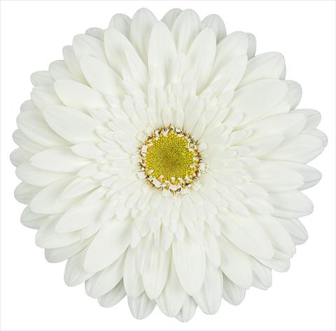Foto de variedad de flores para ser usadas como: Flor cortada Gerbera jamesonii Balance®