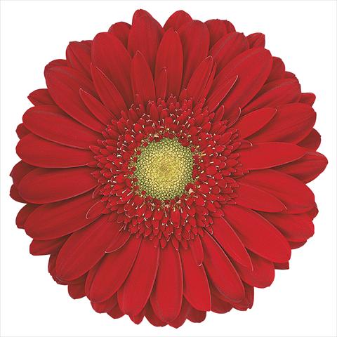 photo of flower to be used as: Cutflower Gerbera jamesonii Carambole®
