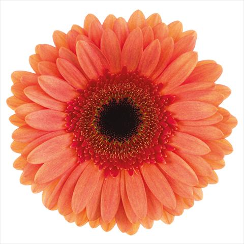 photo of flower to be used as:   Gerbera jamesonii Carpe Diem®