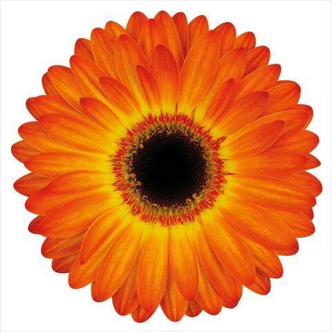photo of flower to be used as: Cutflower Gerbera jamesonii Entourage®