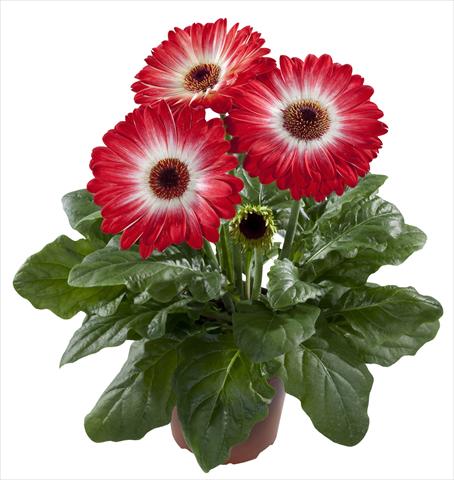Foto de variedad de flores para ser usadas como: Maceta Gerbera jamesonii Flori Line® Eyecatcher Red