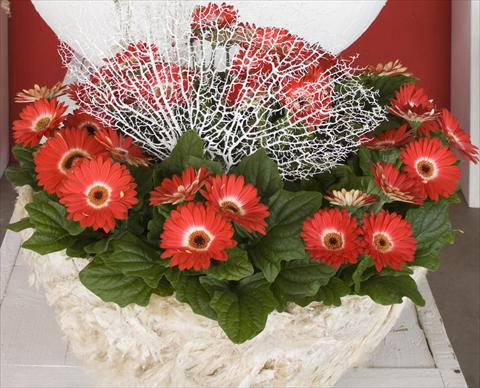 Foto de variedad de flores para ser usadas como: Maceta Gerbera jamesonii Flori Line® Eyecatcher Winter theme