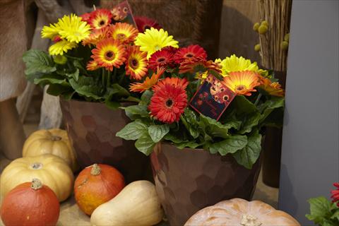Foto de variedad de flores para ser usadas como: Maceta Gerbera jamesonii Flori Line® Fireball Halloween mix