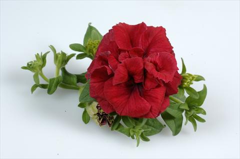 Foto de variedad de flores para ser usadas como: Tarrina de colgar / Maceta Petunia pendula Surfinia® Double Red